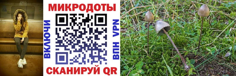 Псилоцибиновые грибы Psilocybine cubensis  Купить  Гатчина 